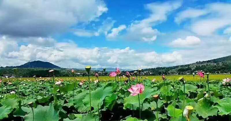麗江研學旅行的定義及特點是什么？