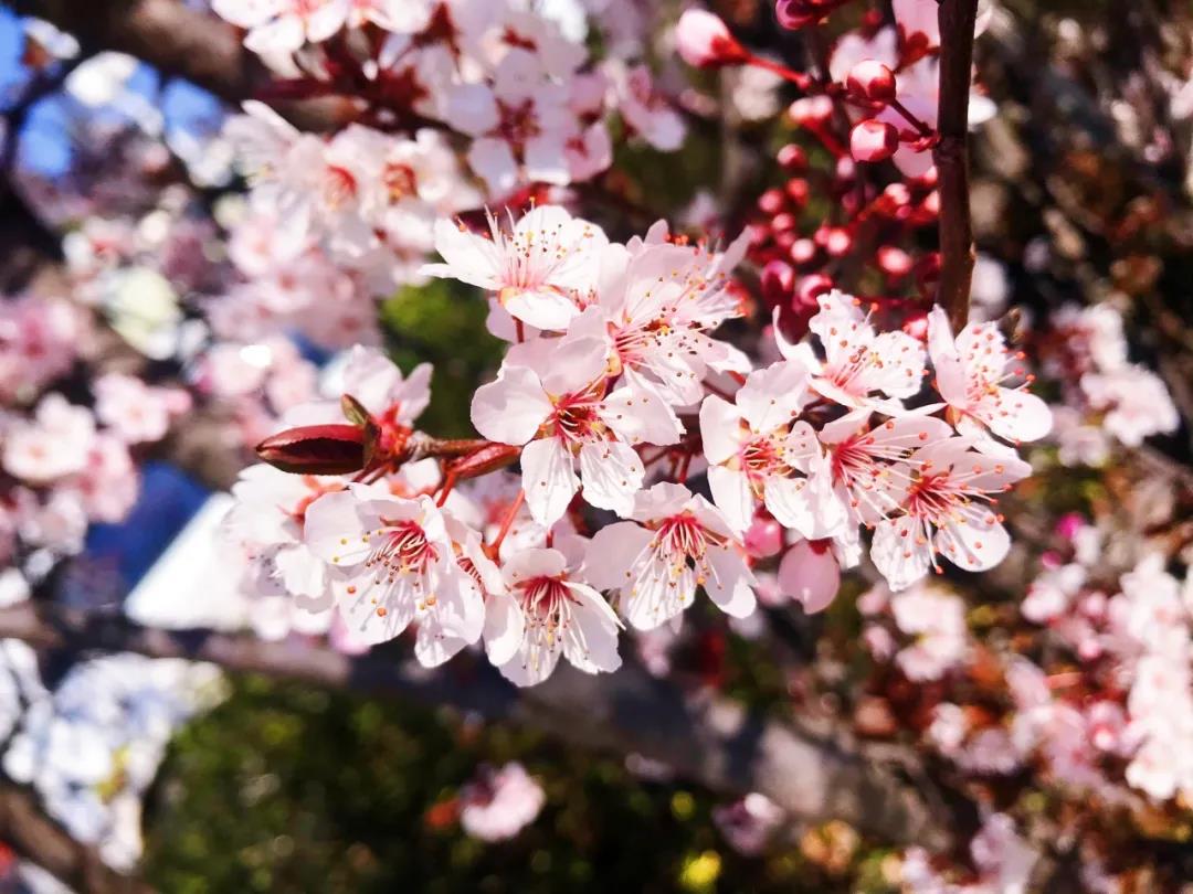 在麗江的春暖花開(kāi)里，邂逅一場(chǎng)花事！