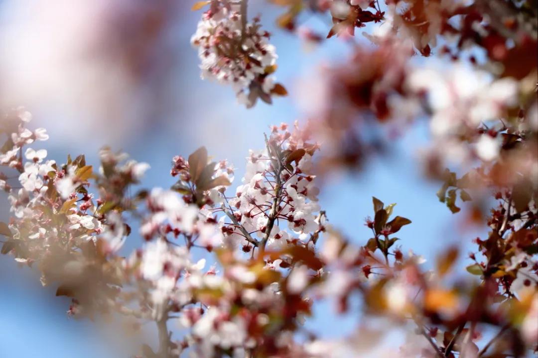 麗江的李子花開(kāi)了，你聞！是春天的味道……
