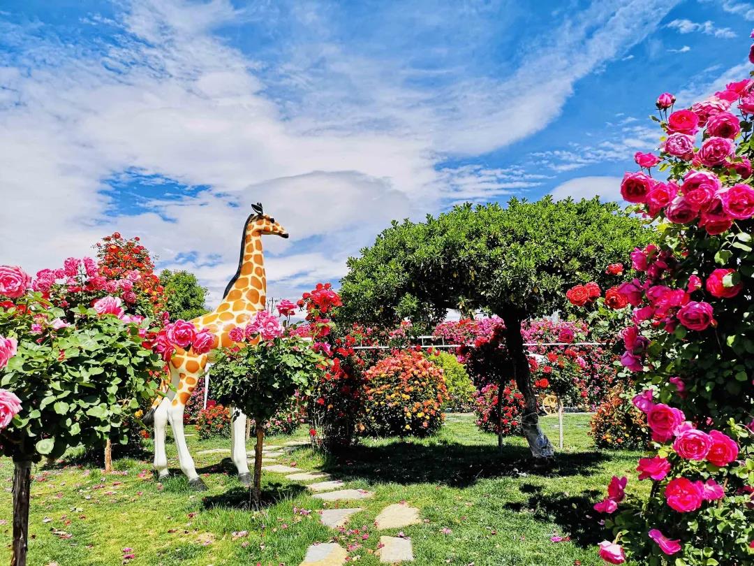 周末去哪兒？麗江這里花開成海，把園區(qū)打造成湖濱公園景區(qū)快來打卡！