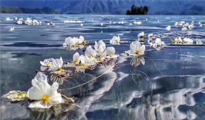 麗江旅游 戲水、弄花！瀘沽湖最美的季節(jié)到了！