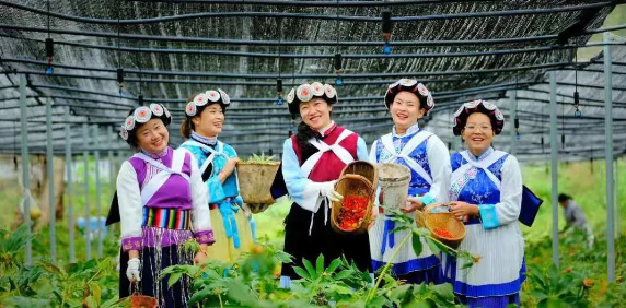 50000多畝洋芋花開(kāi)！太安迎來(lái)一年中的最美季節(jié)~