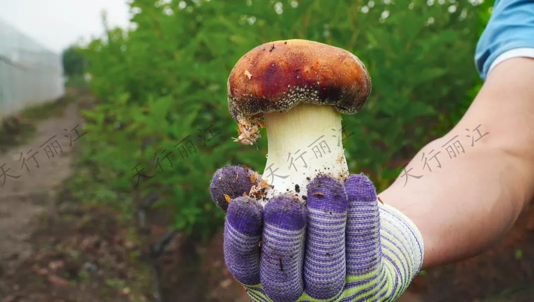 距離城區(qū)不到20分鐘！竟藏著一處可以采菌子的