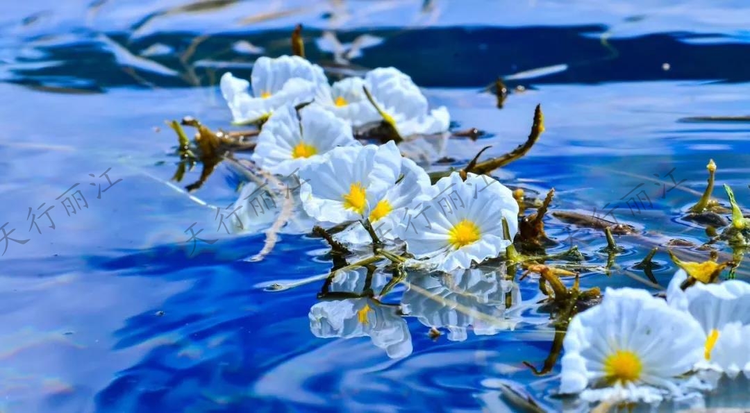 這個(gè)夏天一定要來麗江，看一次“水性楊花”
