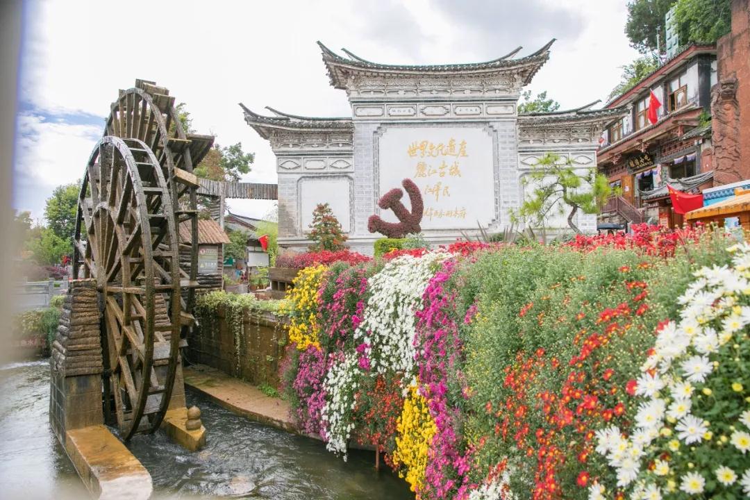 麗江傳媒，萬朵菊花簇?fù)睇惤懦牵≈星飼r節(jié)快來賞菊！