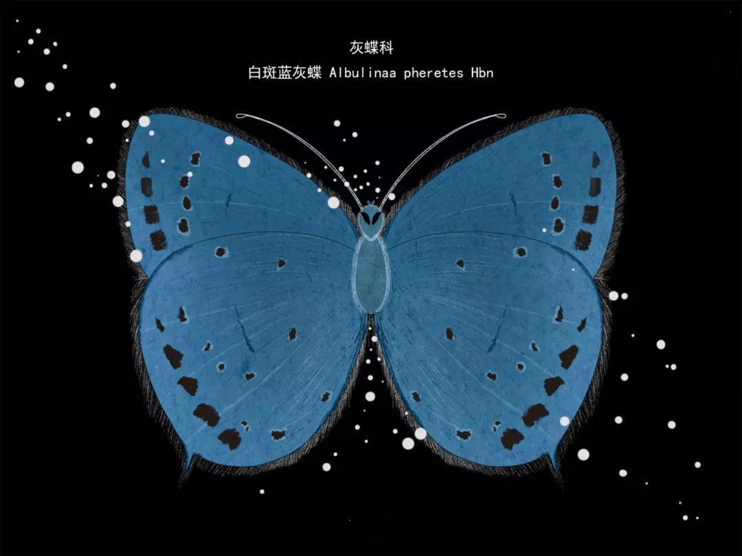 麗江傳媒公司：什么是玉龍雪山生物多樣性之美？且看這一只只“會(huì)飛的花朵”