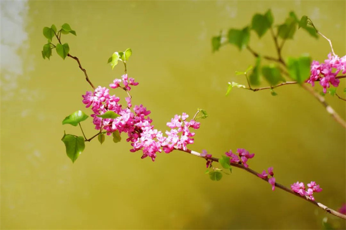 我在麗江的冬天，想念四季在公園閑逛的模樣