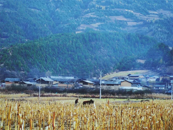 麗江特色節(jié)日：“殺年豬”對麗江人來說有多重要？