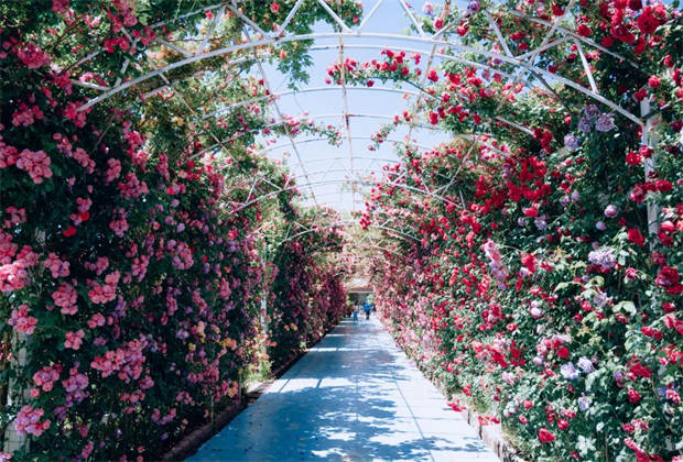 麗江的“莫奈花園”，盛開了