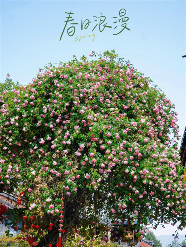 云南旅游,云南旅行社,云南團建公司,云南會議公司,云南策劃公司,麗江旅游,麗江旅行社,麗江團建公司,麗江策劃公司,麗江會議公司：一季芳華，半城詩畫，麗江古城的薔薇開了