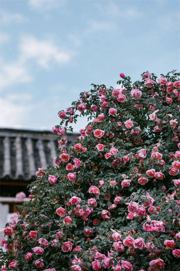 云南旅游,云南旅行社,云南團建公司,云南策劃公司,云南會議公司,麗江旅游,麗江旅行社,麗江團建公司,麗江策劃公司,麗江會議公司：一藤成景、孤株成林，有種幾乎接近于完美的花叫“麗江之路”